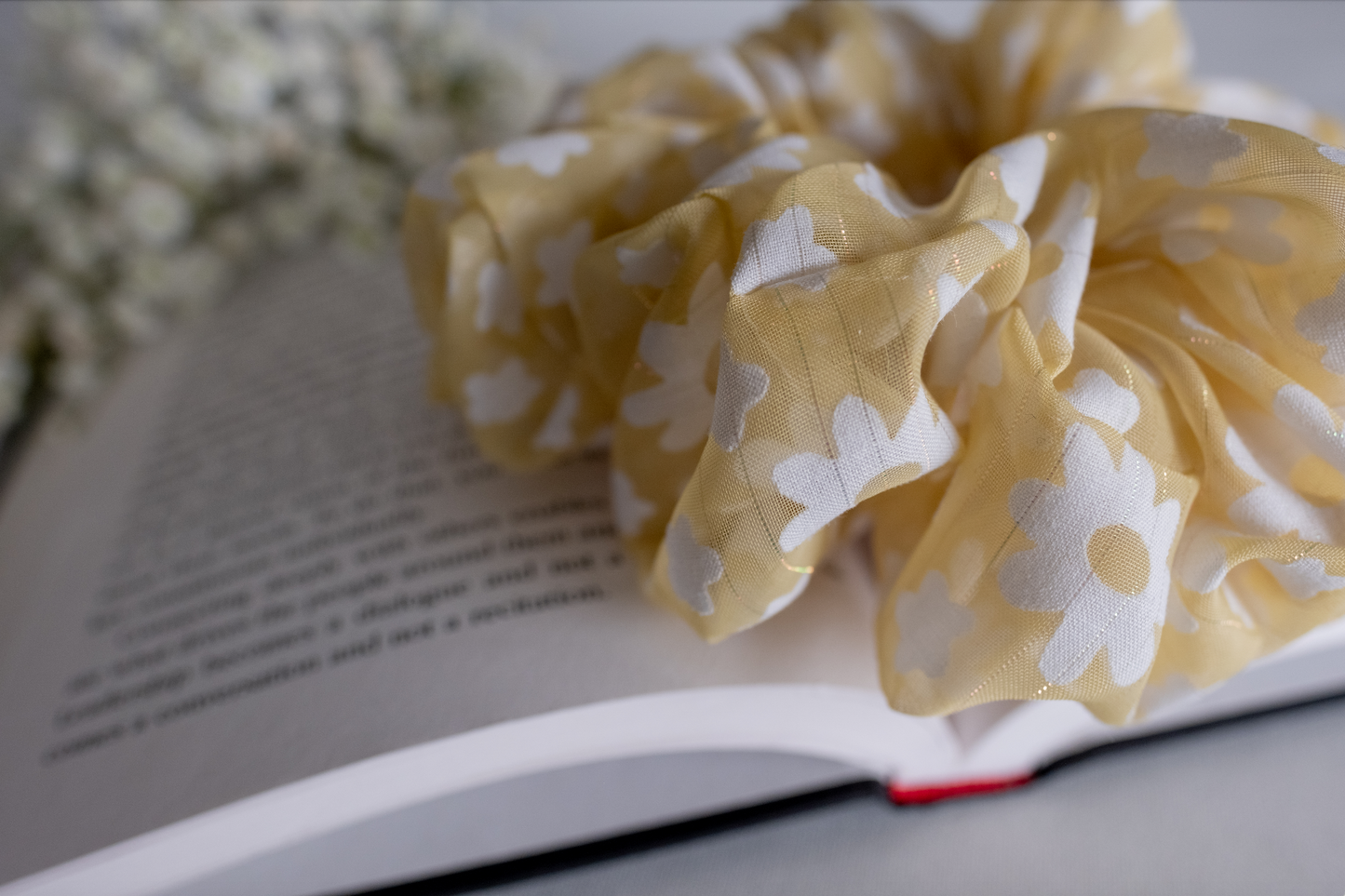 Yellow and White Daisy